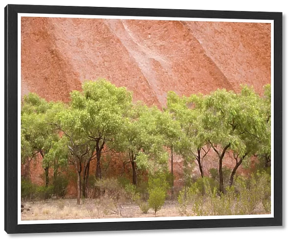 Eucalyptus Trees At Ayers Rock In Uluru-Kata Tjuta National Park; Northern Territory, Australia