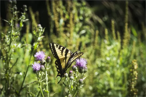 A Swallowtail Butterfly Visits Thistle Blossoms; Elsie, Oregon, United States Of America