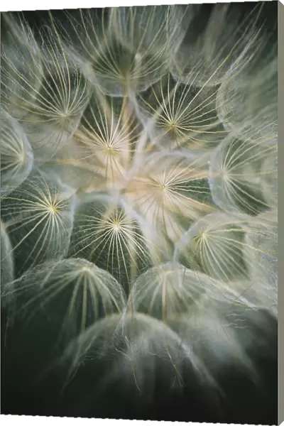 Salsify (Tragopogon) With Its Showy Seed Head; Roanoke, Virginia, United States Of America