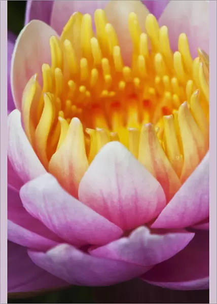 A Water Lily (Nymphaeaceae) Blooms In A Pond; Astoria, Oregon, United States Of America