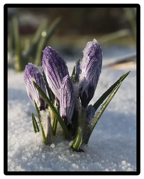 Crocus Sprouts Near The End Of Winter; Astoria, Oregon, United States Of America