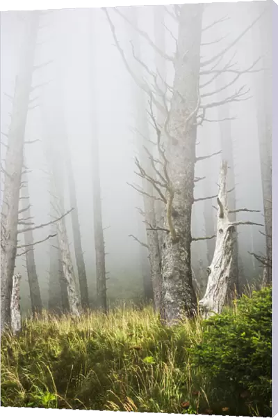 Fog In The Forest At Ecola State Park; Cannon Beach, Oregon, United States Of America
