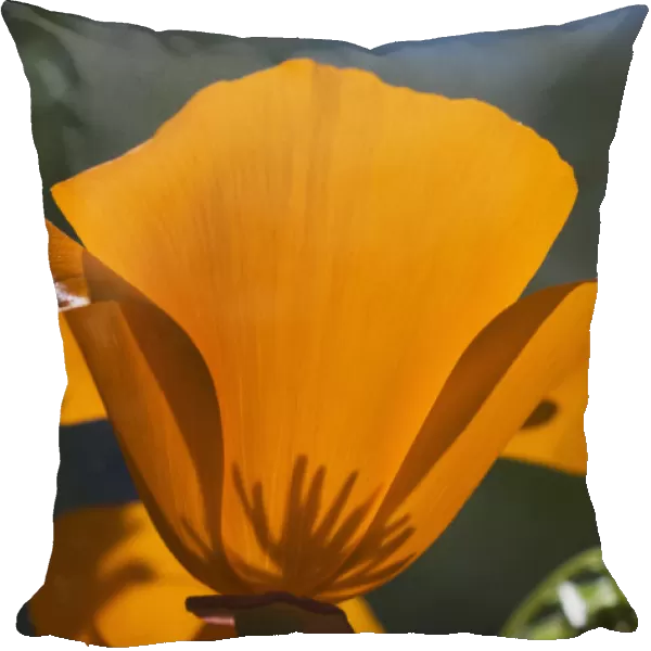 California Poppies (Eschscholzia Californica) Bloom In A Garden; Astoria, Oregon, United States Of America