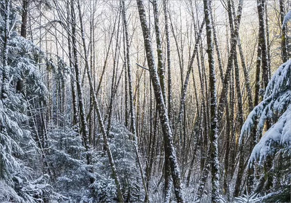 Snow Falls On The Alders; Astoria, Oregon, United States Of America