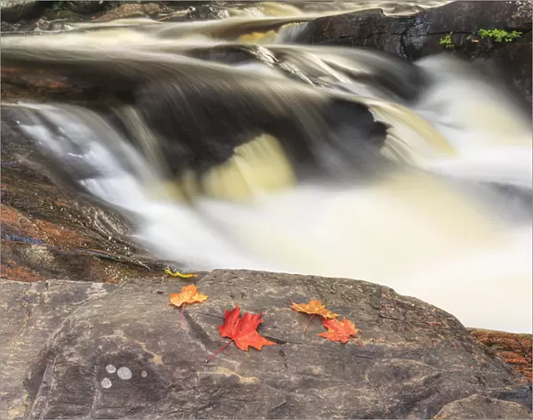 Red Maple Leaves On Rock At Stubbs Falls, Arrowhead Provincial Park, Near Huntsville; Ontario, Canada