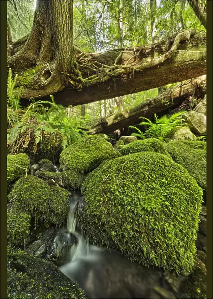 Rainforest In Avatar Grove Near Tofino; British Columbia, Canada