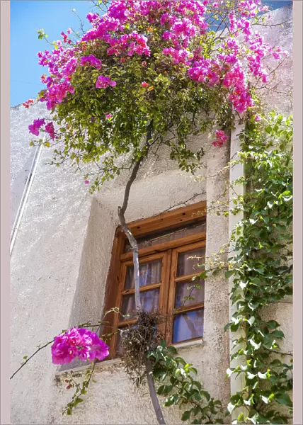 Blossoming Flowers And A Vine Decorate The Exterior Of A House; Chania, Crete, Greece