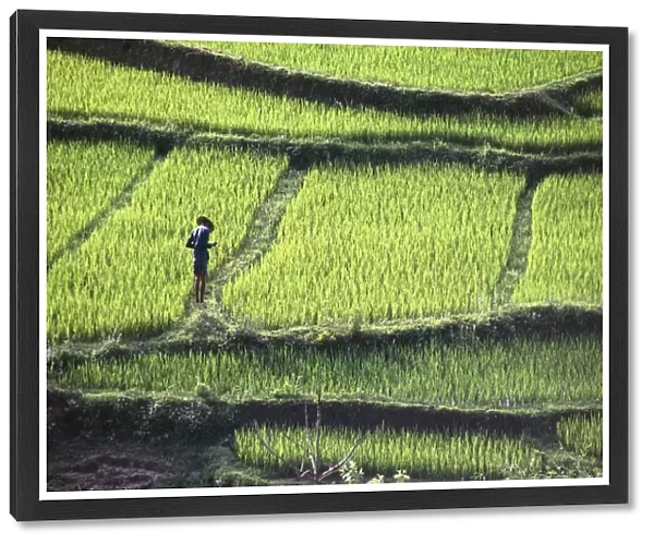 Farmer In Rice Paddy, Elevated View