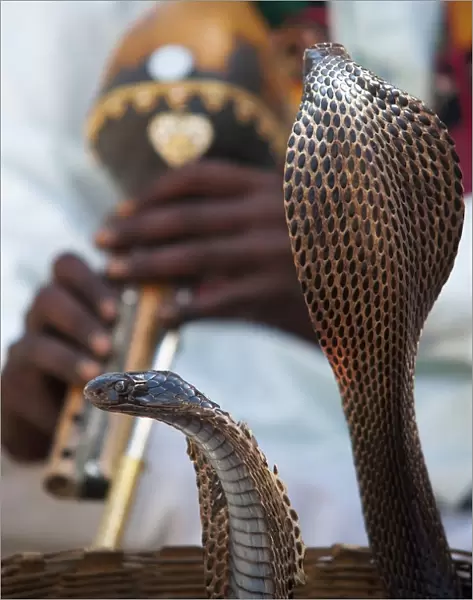 Snake Dancing To Flute Music; Jaipur, Rajasthan, India