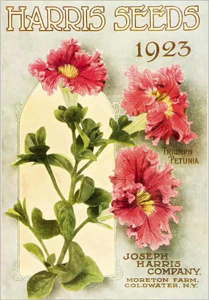 Historic Harris Seeds Catalog With Illustration Of Triumph Petunia Flower From 20th Century
