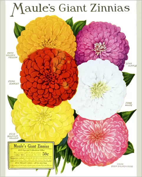 Historic Maules Seed Catalog With Illustration Of Giant Zinnnias Flower From 20th Century