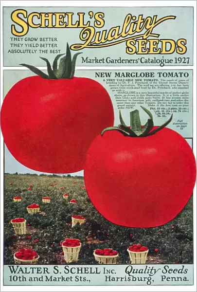 Historic Schells Seed Catalog With Illustration Of Marglobe Tomato From 20th Century