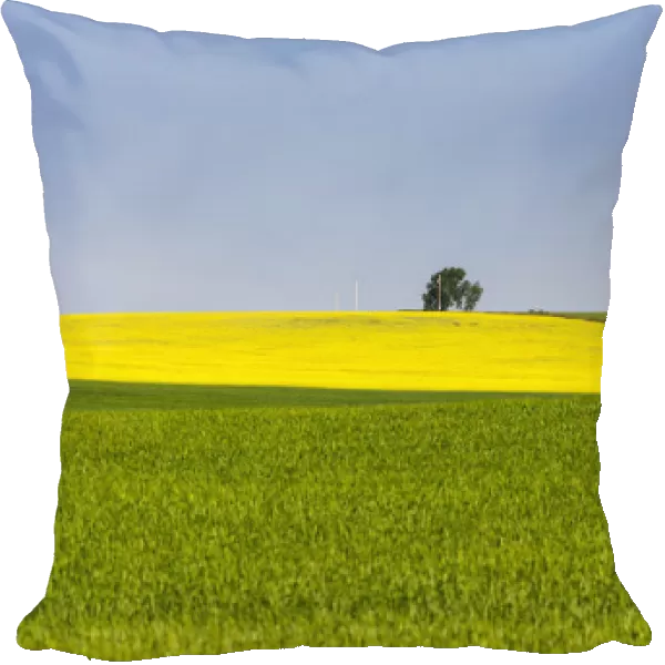 A Flowering Canola Field Framed By Green Fields With Trees And Blue Sky; Acme, Alberta, Canada