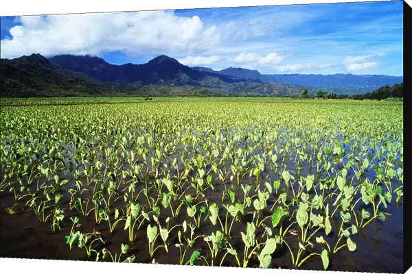 Hawaii, Kauai, Hanalei Valley, Wet Taro Farm, Scenic Mountains And Blue Sky