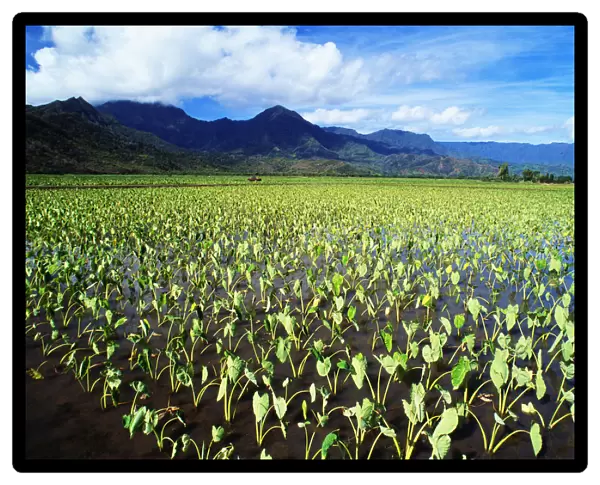 Hawaii, Kauai, Hanalei Valley, Wet Taro Farm, Scenic Mountains And Blue Sky