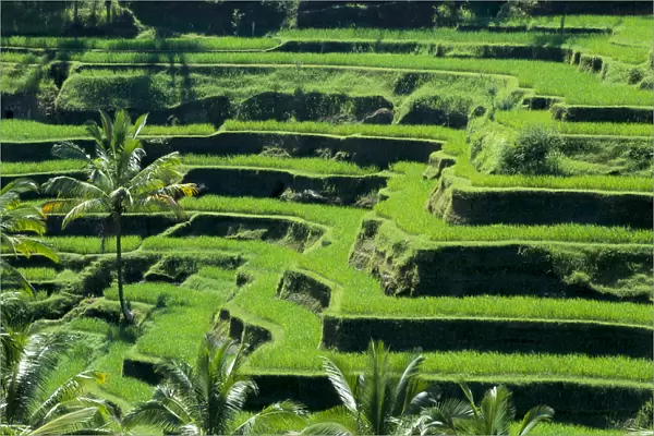 Indonesia, View Overlooking Lush Green Rice Terraces