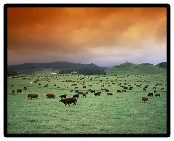 Hawaii, Maui, Hana Ranch Pasture Many Cattle Grazing Land, Orange Clouds Overcast Hilltop With Cross In Distance