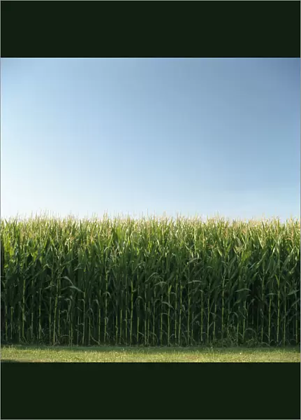 Corn Field And Sky, Abbotsford, British Columbia