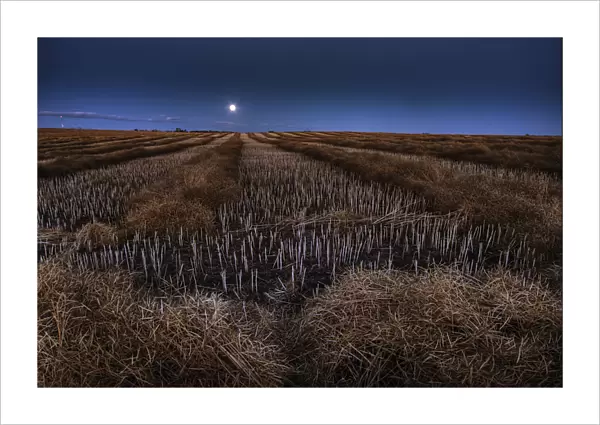Autumn Moonrise On Canola Swaths In A Farm Field South Of Bon Accord, Alberta