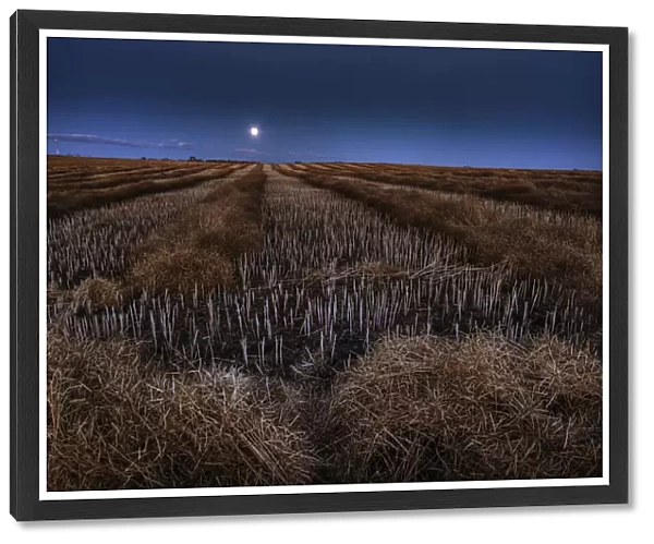 Autumn Moonrise On Canola Swaths In A Farm Field South Of Bon Accord, Alberta