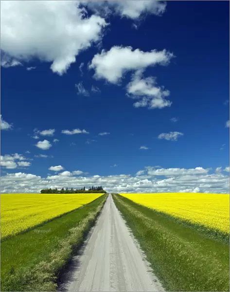 Country Road With Blooming Canola Fields On Both Sides, Tiger Hills, Manitoba