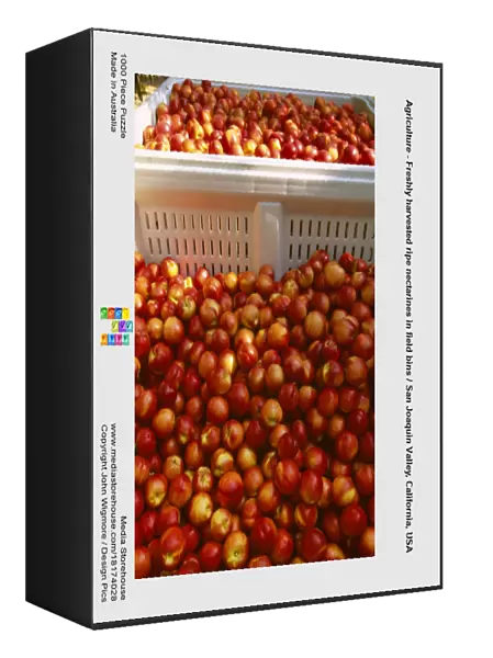 Agriculture - Freshly harvested ripe nectarines in field bins  /  San Joaquin Valley, California, USA