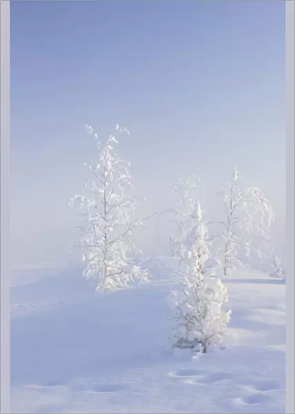 Scenic View Of Birch Trees In Fog At Sunrise, North Pole, Interior Alaska, Winter