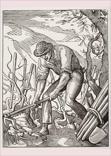The Wine Grower. 19Th Century Reproduction Of 16Th Century Engraving By Jost Amman