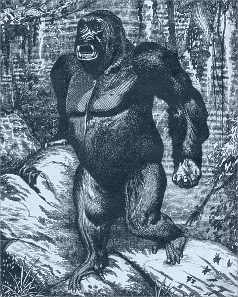 Gorilla. From Los Animales Del Universo: Su Vida Y Sus Costumbres, Published Cerca 1921