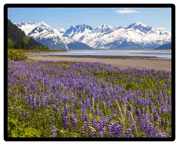 Field Of Lupine Alongside The Seward Highway (South Of Girdwood) And Alongside Turnagain Arm. Southcentral Alaska, Summer