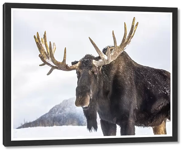 Mature bull moose standing in snow