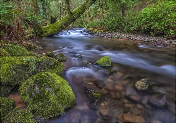 Stream flowing through rainforest, Oregon, USA