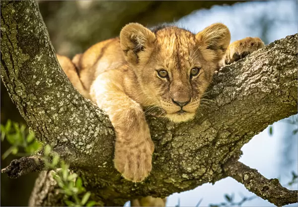 Lion cub looks out from lichen-covered branch