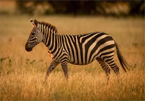 Plains zebra walks rim lit by sunset