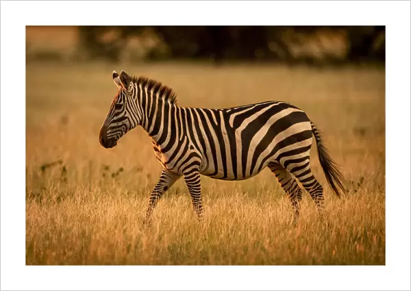 Plains zebra walks rim lit by sunset