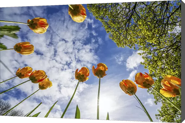 Tulips reaching for the sky