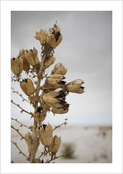 Soaptree Yucca seed pods, White Sands National Monument, New Mexico, USA
