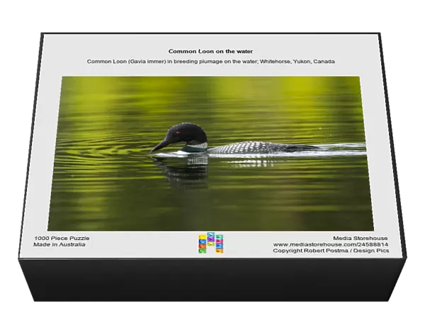 Common Loon on the water