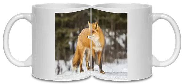 Red Fox in winter