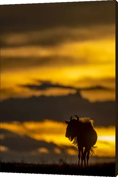 Blue wildebeest stands on sunset horizon silhouetted, Serengeti, Tanzania
