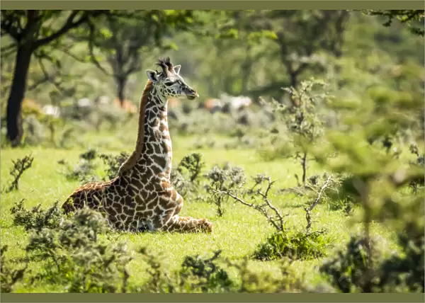 Masai giraffe kneeling in grass among bushes