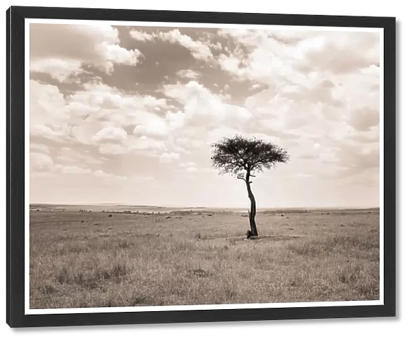 Tree on the plains, Masai Mara game reserve, Kenya