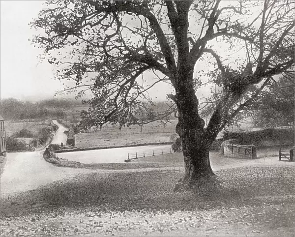 The Martyrs Tree, a sycamore at Tolpuddle in Dorset, England, regarded by some as the birthplace of the British trades union movement. From The Martyrs of Tolpuddle, published 1934