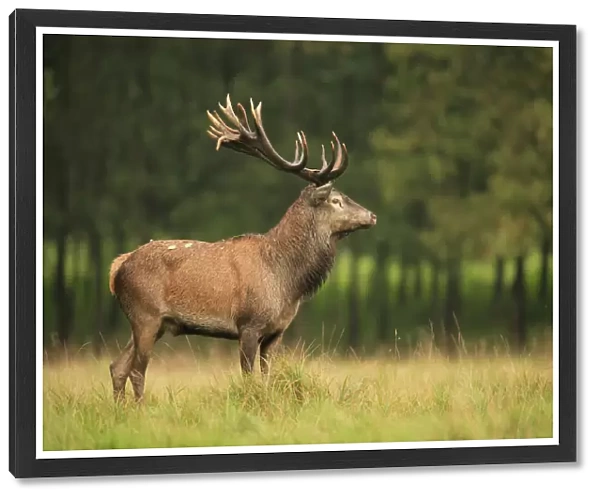 Red Deer (Cervus elaphus), Germany