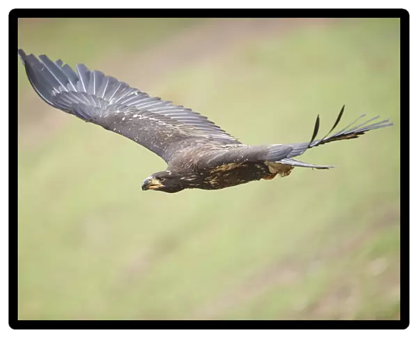 Close-up of Golden Eagle (Aquila chrysaetos) in Flight in Spring, Wildpark Schwarze Berge, Lower Saxony, Germany