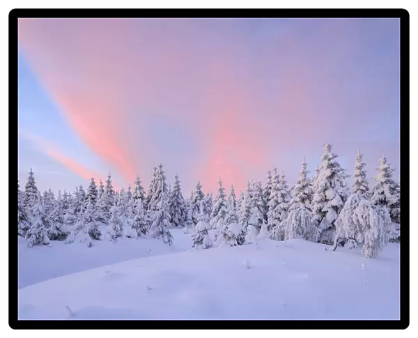 Snow Covered Trees at Sunrise, Fichtelberg, Ore Mountains, Saxony, Germany