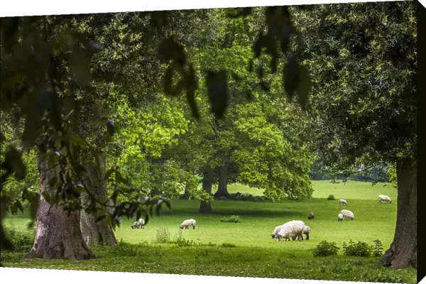 Sheep grazing at Hidcote Manor Garden, Hidcote Bartrim, near Chipping Campden, Gloucestershire, The Cotswolds, England, United Kingdom
