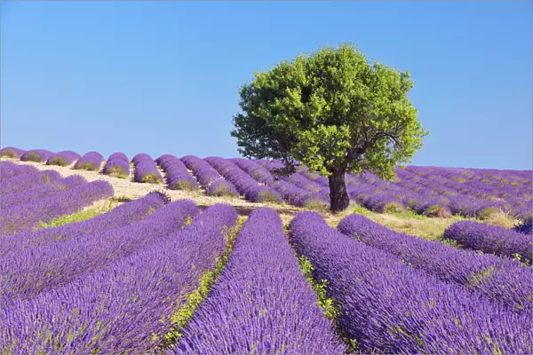 Tree in Lavender Field, Valensole Plateau, Alpes-de-Haute-Provence, Provence-Alpes-Cote d┼¢Azur, Provence, France