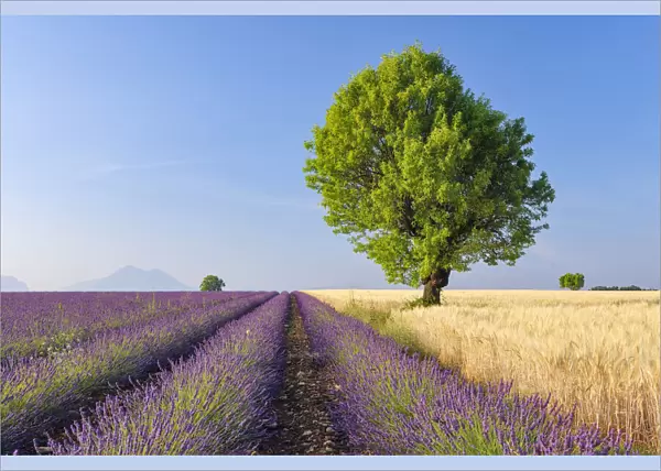Tree in Lavender and Wheat Field, Valensole Plateau, Alpes-de-Haute-Provence, Provence-Alpes-Cote d┼¢Azur, Provence, France