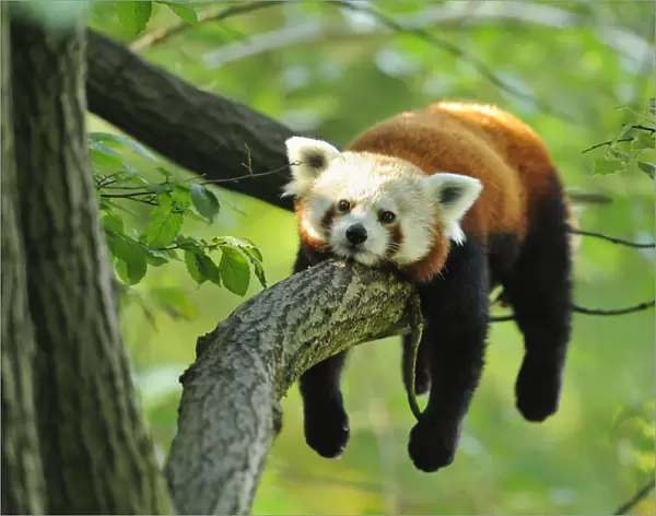 Red Panda (Ailurus fulgens) Lying on Tree Branch